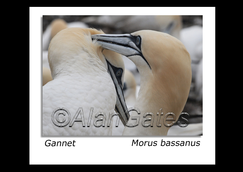 Gannet preening